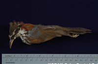 藏品(小彎嘴)的圖片